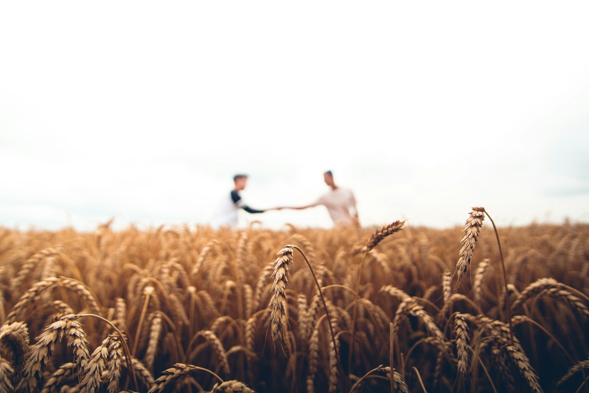 Tanzanian agricultural harvest landscape and seasonal crop cultivation fields across East Africa